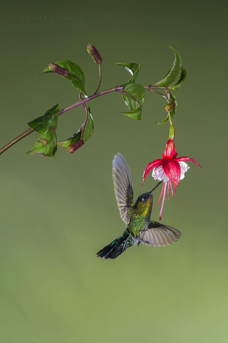 Fiery throated hummingbird 1 | Tropical Photo Tours