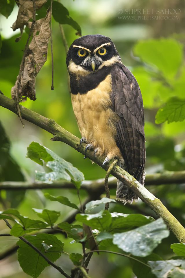 Spectacled Owl | Tropical Photo Tours