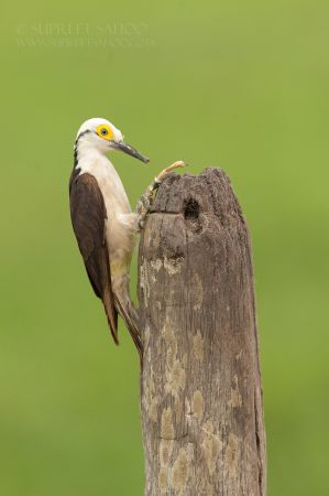 White Woodpecker compressed | Tropical Photo Tours