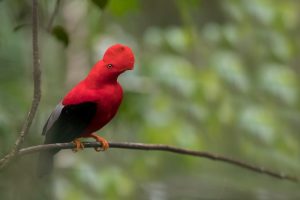 Tropical Photo tours- Best Colombia bird photo tours