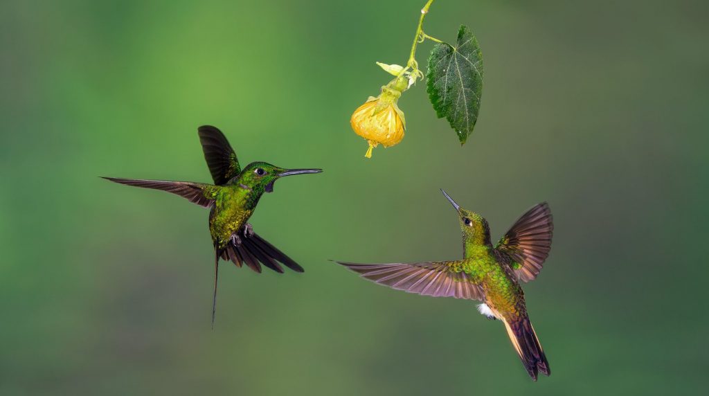 Tropical Photo tours- Ecuador bird photo tours