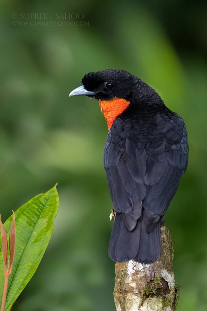 Tropical Photo tours- Best Colombia bird photo tours