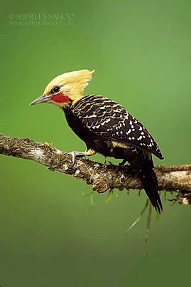 Blond crested woodpecker | Tropical Photo Tours