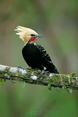 Blond crested woodpecker2 | Tropical Photo Tours