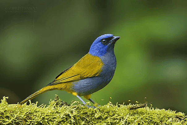 Blue capped tanager | Tropical Photo Tours