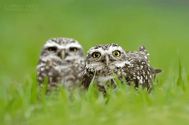 Burrowing owl2 | Tropical Photo Tours