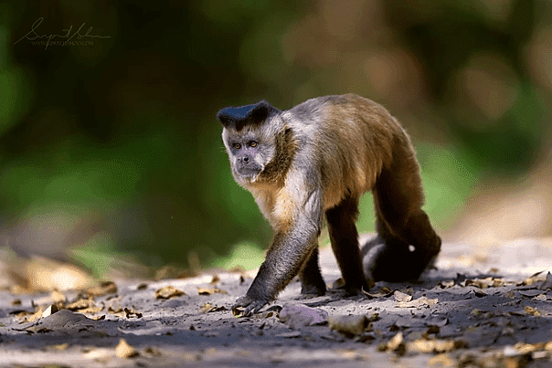 Cappuchin monkey | Tropical Photo Tours