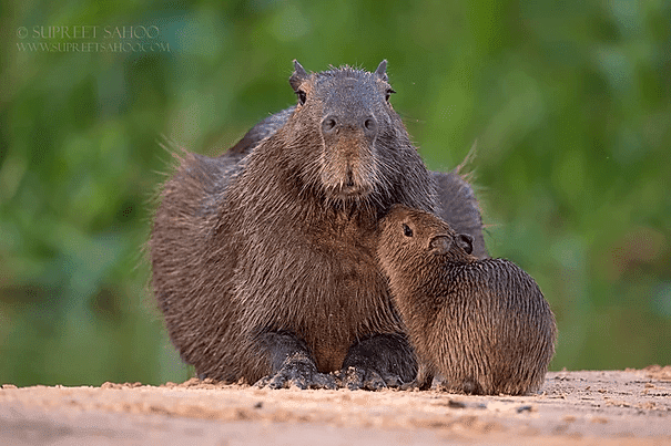 Capybara | Tropical Photo Tours