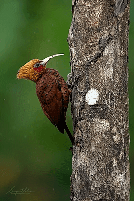 Chestnut colored woodpecker | Tropical Photo Tours