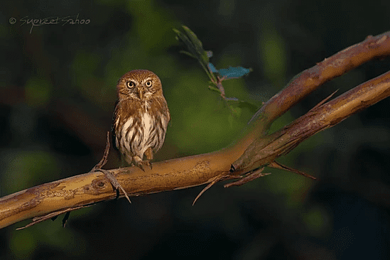 Ferruginous Pygmy Owl | Tropical Photo Tours