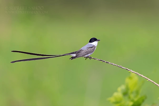 Fork tailed flycatcher | Tropical Photo Tours