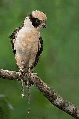 Laughing Falcon | Tropical Photo Tours