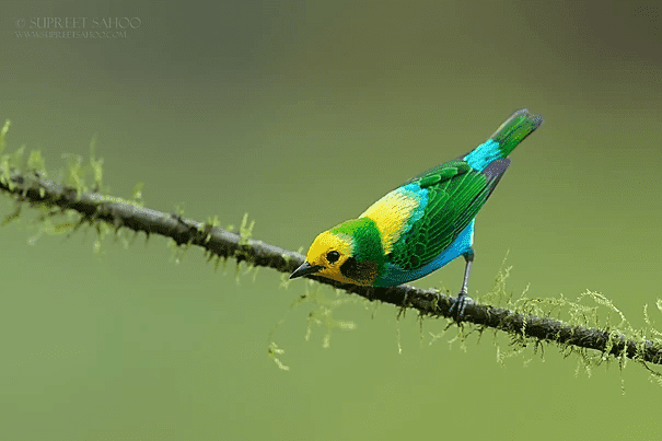 Multi colored tanager2 | Tropical Photo Tours