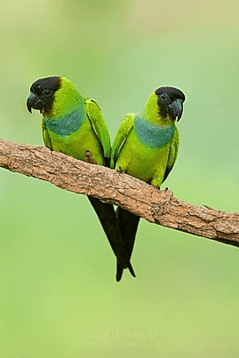 Nanday parakeet | Tropical Photo Tours