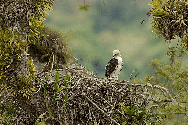 Ornate hawk eagle juvenile | Tropical Photo Tours