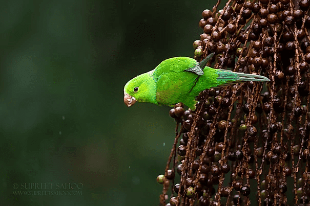 Plain parakeet | Tropical Photo Tours