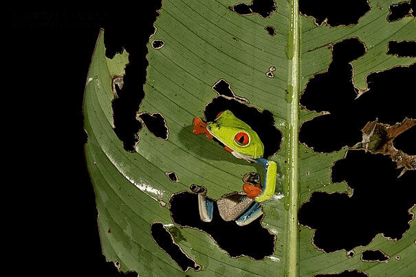 Red eye leaf frog | Tropical Photo Tours