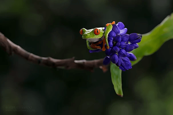Red eye leaf frog2 | Tropical Photo Tours