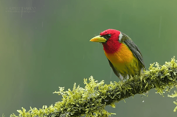 Red headed barbet2 | Tropical Photo Tours