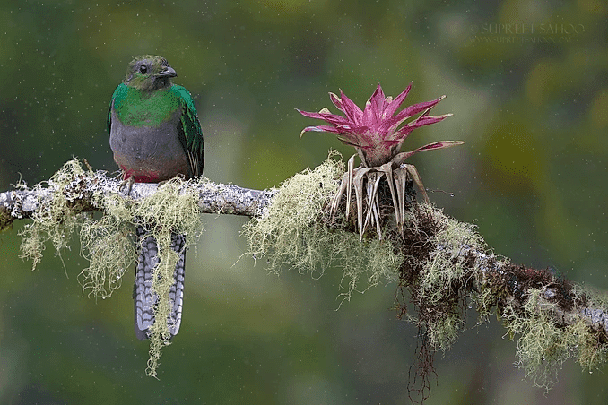 Resplendent Quetzal4 | Tropical Photo Tours