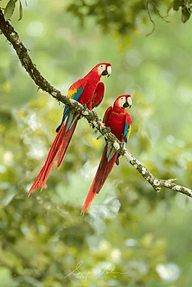 Scarlet Macaw2 | Tropical Photo Tours