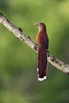 Squirrel cuckoo | Tropical Photo Tours