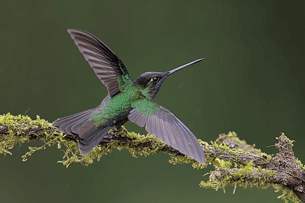 Talamanca humming bird | Tropical Photo Tours