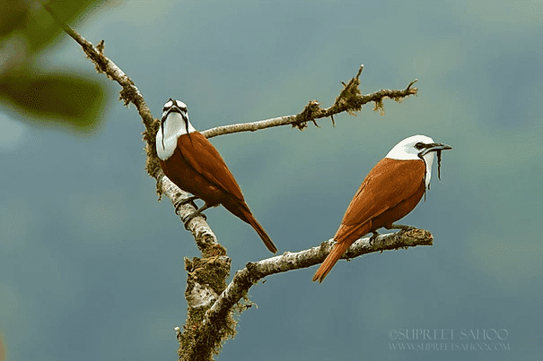 Three wattled bell bird | Tropical Photo Tours