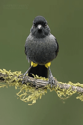 Yellow thighed brush finch | Tropical Photo Tours