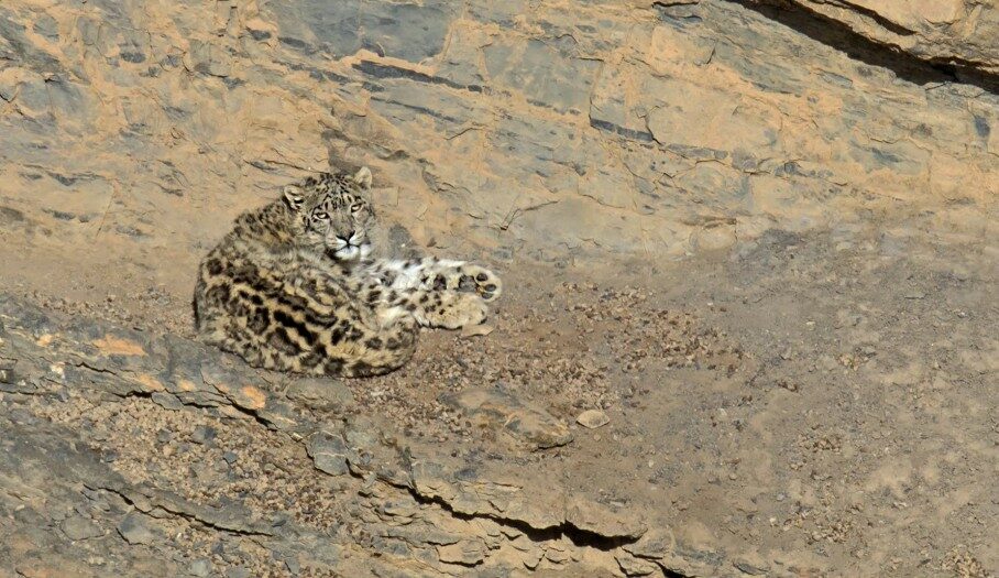 Tropical Photo tours- Snow leopard photo tours