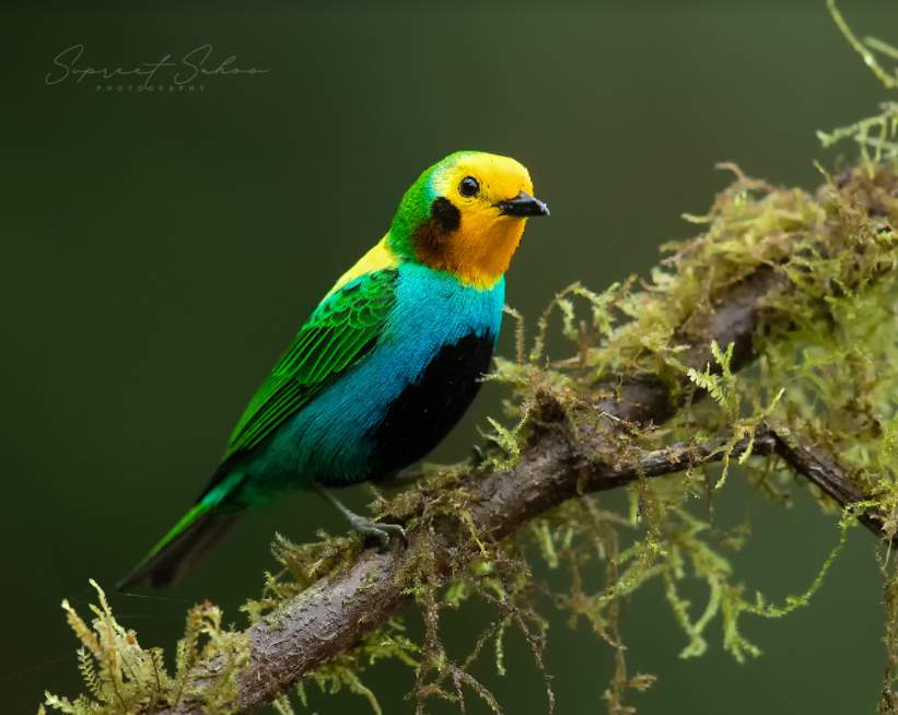 Tropical Photo tours- Colombia bird photo tours