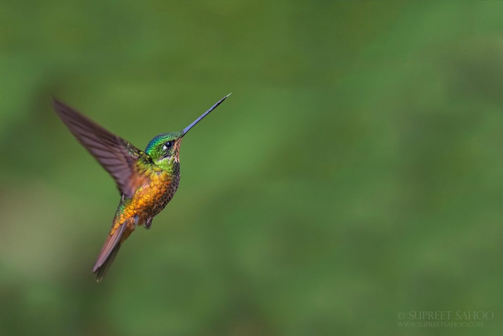 Best time of the year for visiting Ecuador and doing the bird tour preparation - Tropical photo tours - golden - bellied starfrontlet