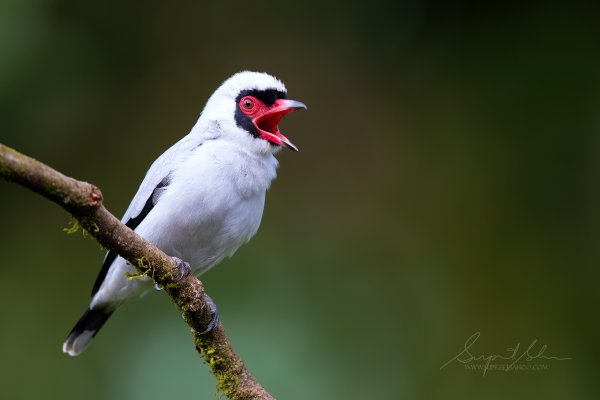 How do I take sharp pictures of birds- costa rica bird photography tours