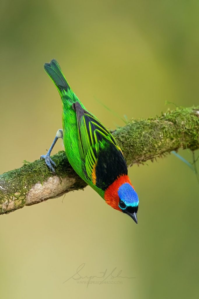 How do I take sharp pictures of birds - brazil bird photo tour : day 5