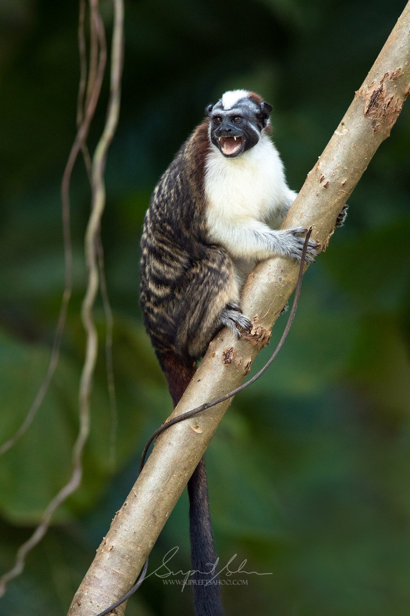 Panama Photo Tours | Tropical Photo Tours Panama2_compressed