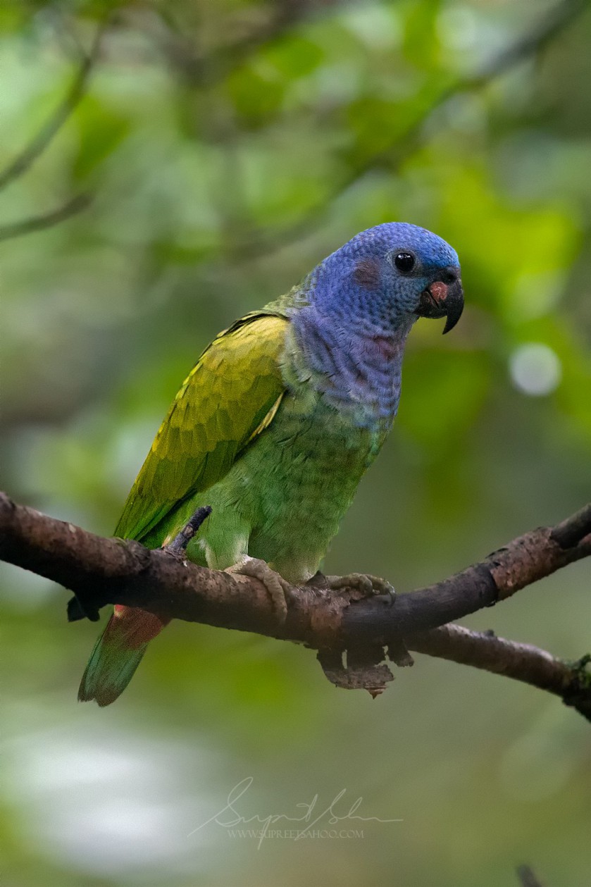Panama Photo Tours | Tropical Photo Tours Panama5_compressed