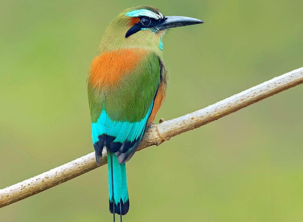 Why Costa Rica Is One of the Best Destinations for Wildlife and Nature Photography | Tropical Photo Tours costa rica2 compressed e1640156083556 | Tropical Photo Tours