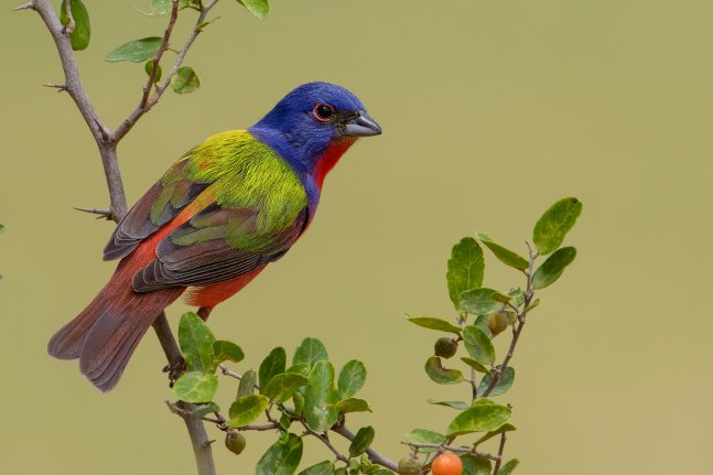 Painted-Bunting-of-South-Texas_compressed25