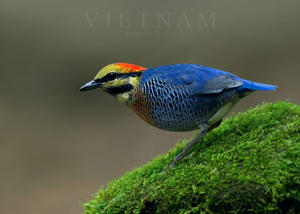 Vietnam Tour 6 | Tropical Photo Tours