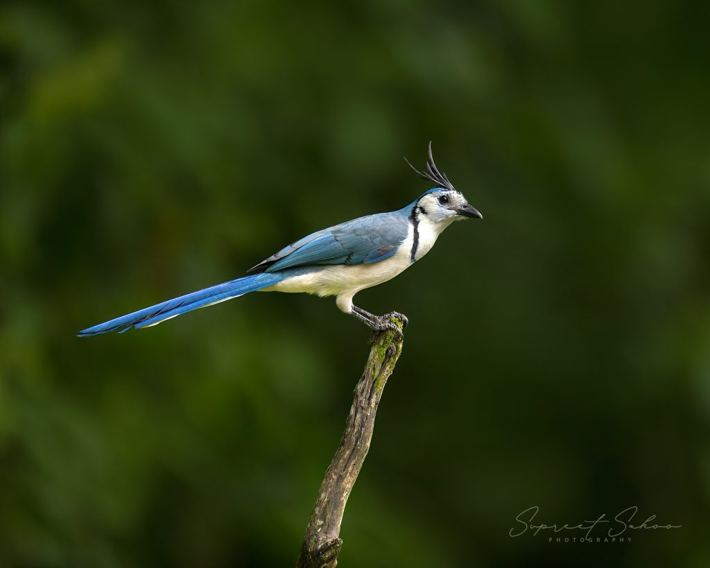 032A2623 | Tropical Photo Tours