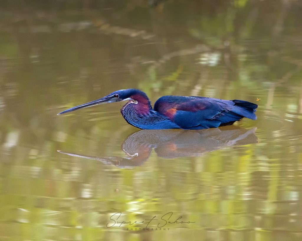 Feathered Phantoms: Tracking the Elusive Agami Heron | Tropical Photo Tours Agami Heron | Tropical Photo Tours