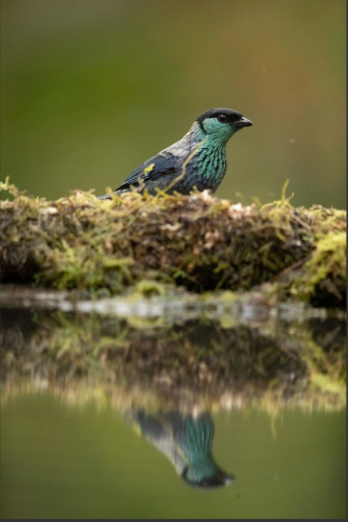 Uncovering the Secrets of the Black-capped Tanager | Tropical Photo Tours Black Capped Tanager | Tropical Photo Tours