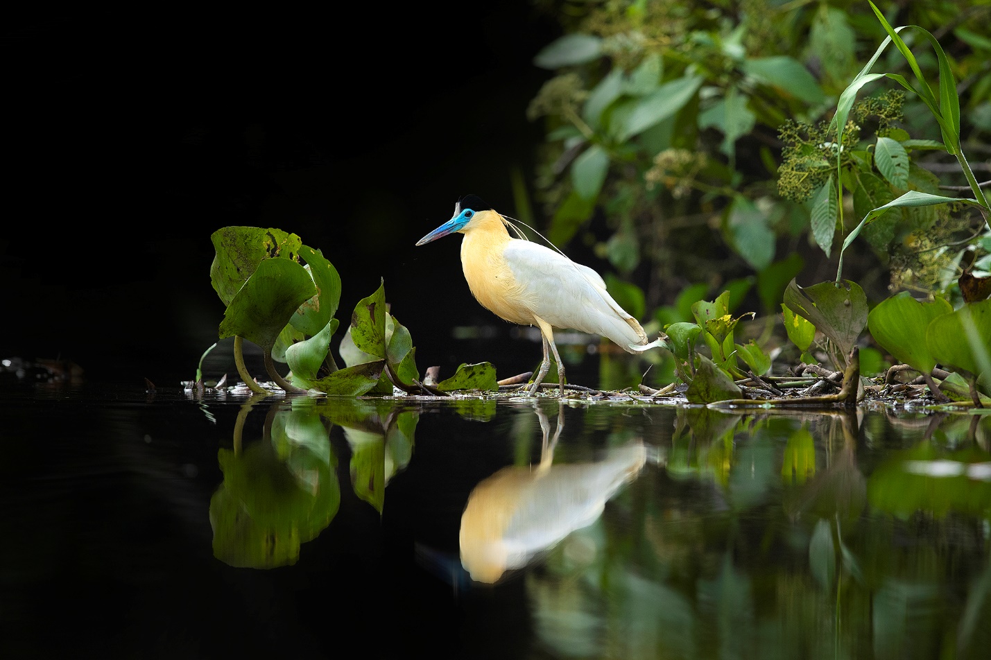 Blogs | Tropical Photo Tours Capped Heronblog6 | Tropical Photo Tours