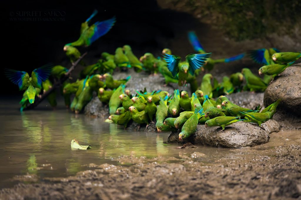 Unveiling the Secrets of the Cobalt-winged Parrot | Tropical Photo Tours Cobalt Winged Parrot | Tropical Photo Tours