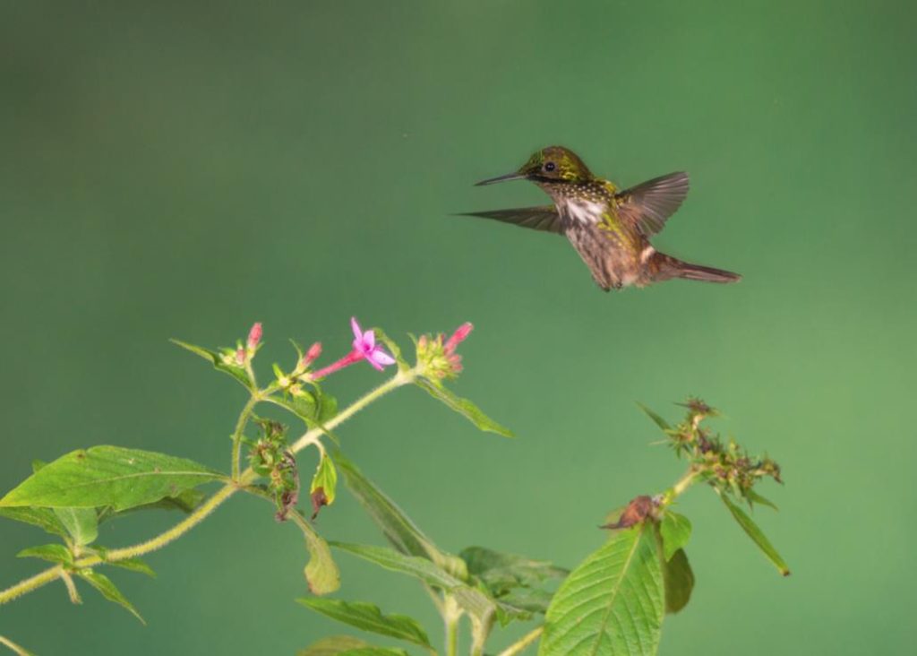 Unveiling the Charm of the Festive Coquette | Tropical Photo Tours Festive Coquete1 | Tropical Photo Tours