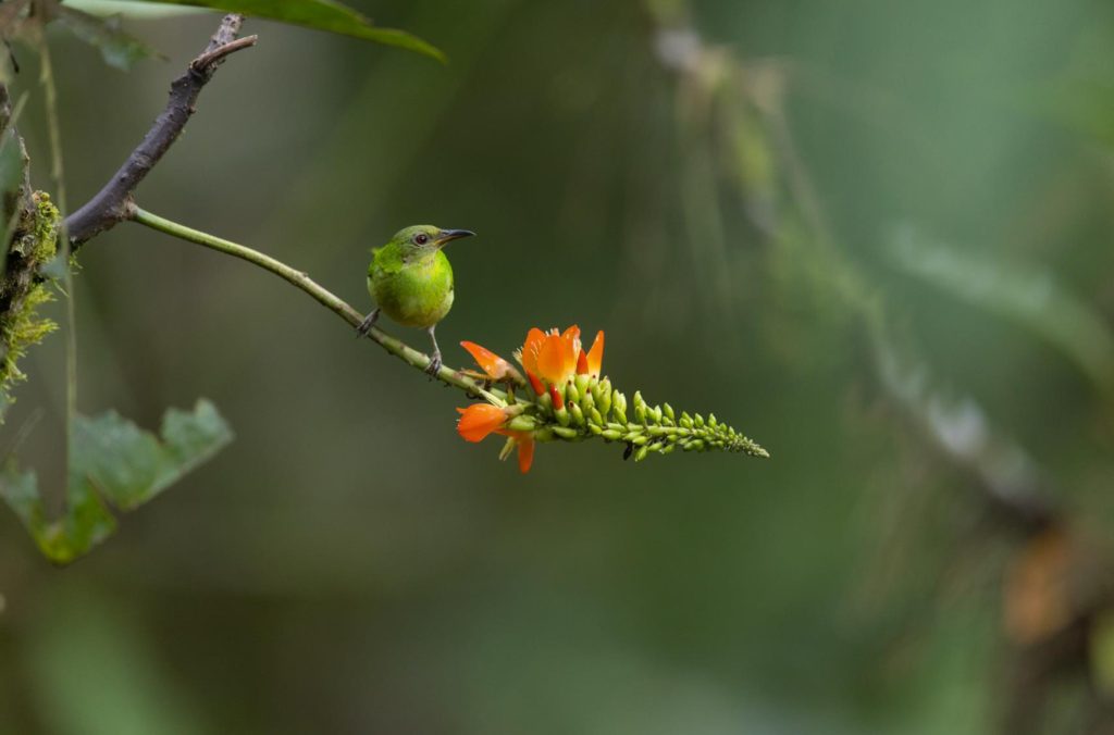 Emerald Sippers: Unveiling the Secrets of the Green Honeycreeper | Tropical Photo Tours Green Honeycreeper Post Processing 1 | Tropical Photo Tours