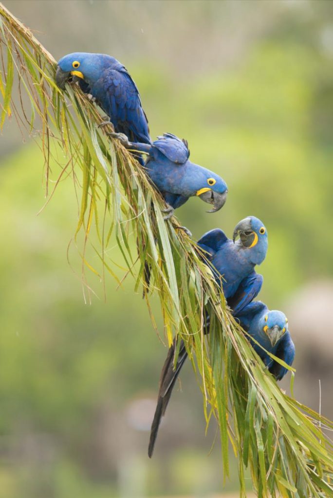 Pantanal's Pride: The Hyacinth Macaw Story | Tropical Photo Tours HYACINTH MACAW | Tropical Photo Tours
