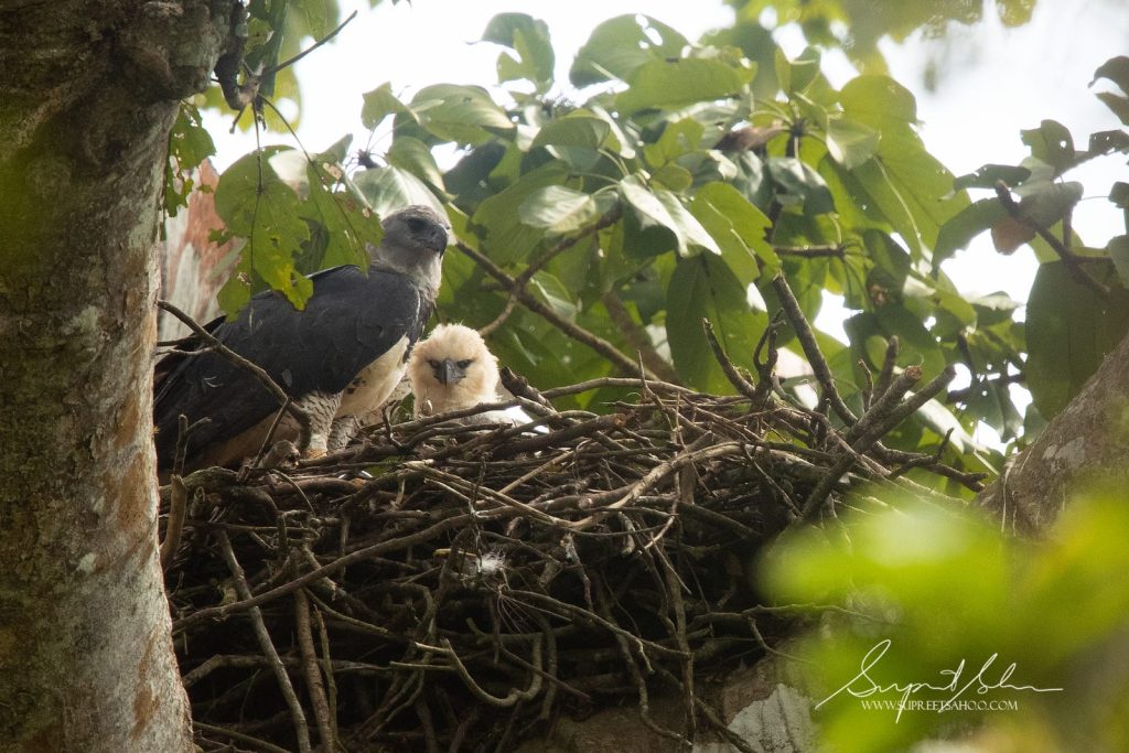 Harpy Eagle with Chick | Tropical Photo Tours Harpy Eagle Chick | Tropical Photo Tours