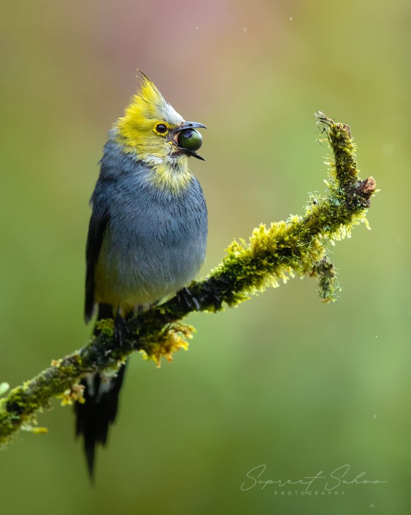 Elegance in Flight: Mystery of the Long-tailed Silky Flycatcher | Tropical Photo Tours Long Tailed Silky Flycatcher | Tropical Photo Tours