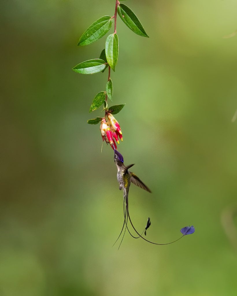 Feathered Wonders of Peru: The Marvelous Spatuletail Story | Tropical Photo Tours Marvelous Spatuletail | Tropical Photo Tours